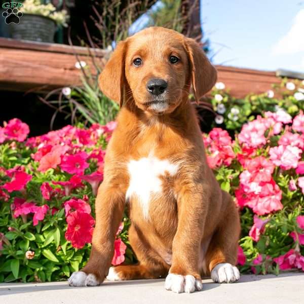 Landon, Labradoodle Puppy